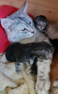 Emily mit 2 Kitten